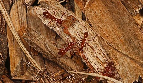 signification spirituelle des fourmis rouges