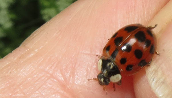 ladybug on finger