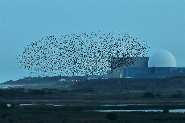 starling flock
