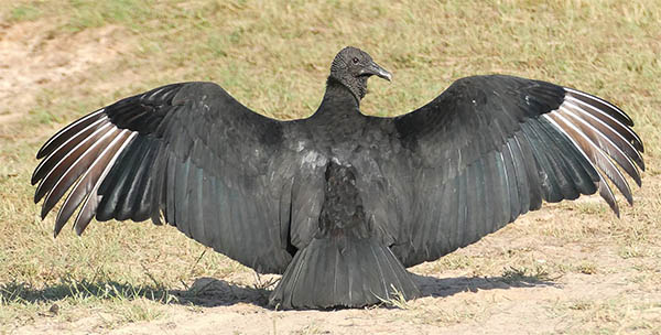 spread wings vulture meaning