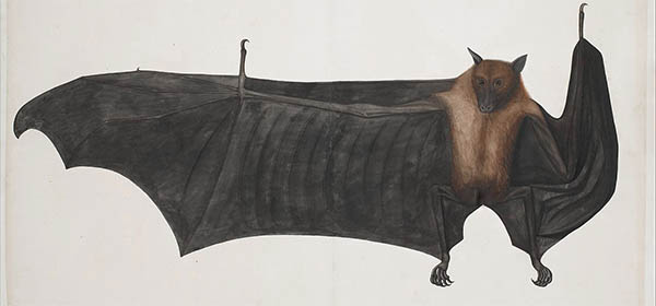 bats spiritual meaning