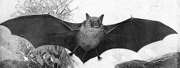 bats symbolize nighttime