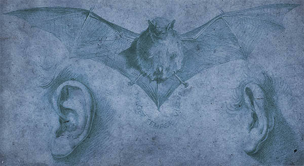 bats spiritual meaning sight hearing symbolism