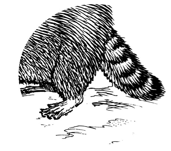 rings raccoon tail spiritual meaning