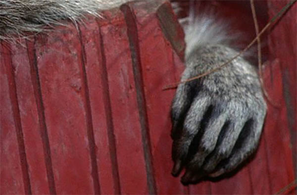 raccoon hands symbolize dexterity