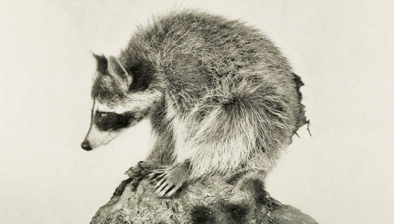 Raccoon Omens Spiritual and Meaning - Symbols and Synchronicity