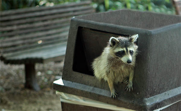 raccoon in the trash