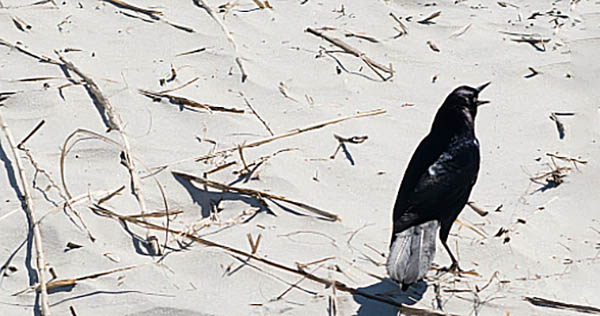 spiritual meaning of a grackle at the beach