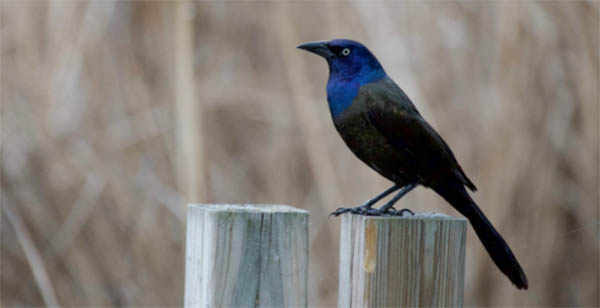 grackle spiritual meaning