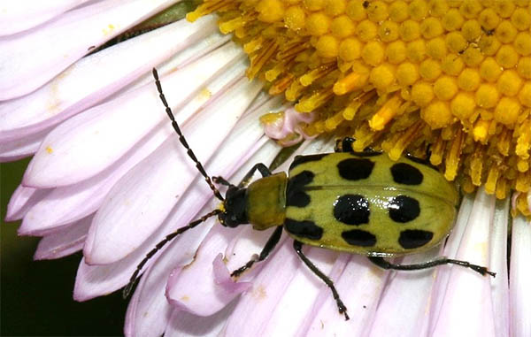 green ladybug spiritual meaning