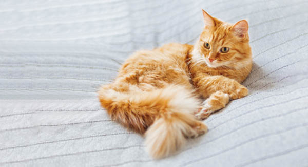 orange cat resting spiritual meaning