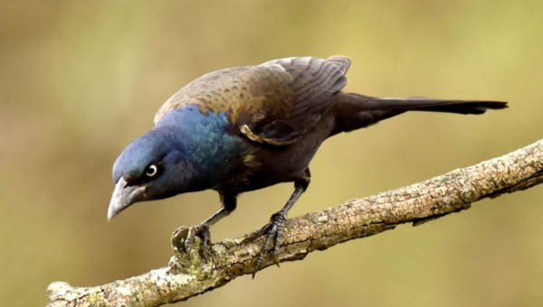 seeing a grackle alone spiritual meaning