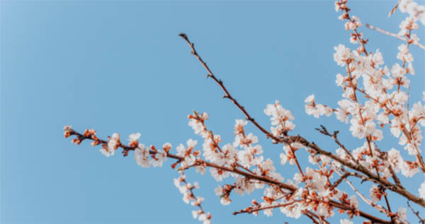 plum blossom meaning