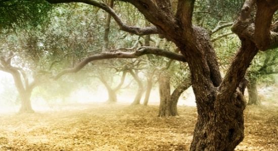 olive tree spiritual meaning