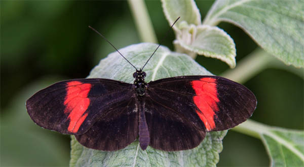 black and red butterfly spiritual meaning
