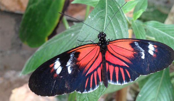 black red and white butterfly spiritual meaning