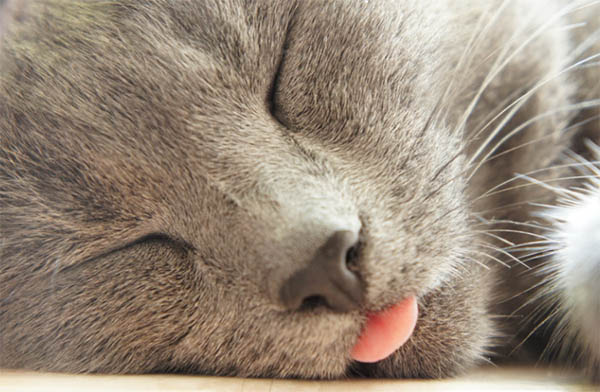 gray cat with tongue out