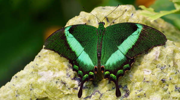 green moth on rock