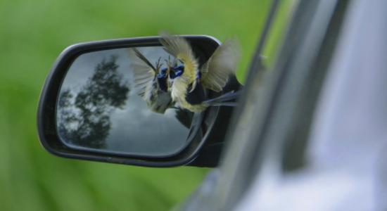 bird hitting car mirror