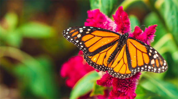 black and orange butterfly spiritual meaning