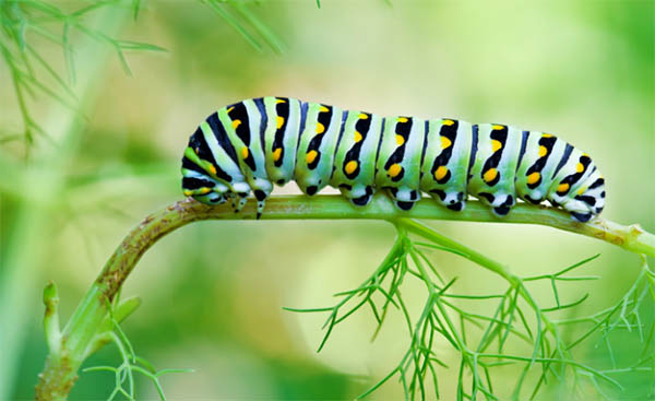 caterpillar transformation spiritual meaning