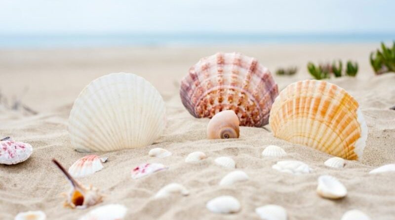 seashell spirtual meaning
