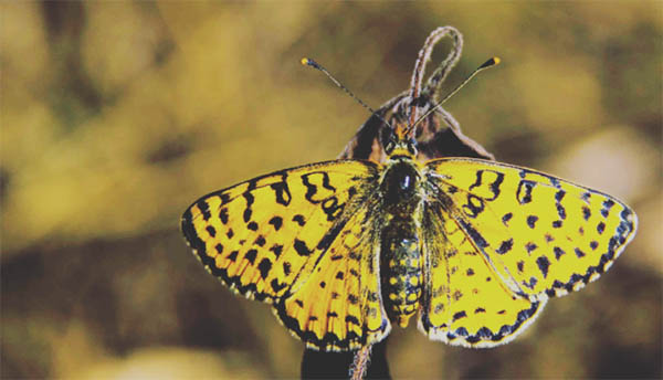 spiritual meaning yellow butterfly