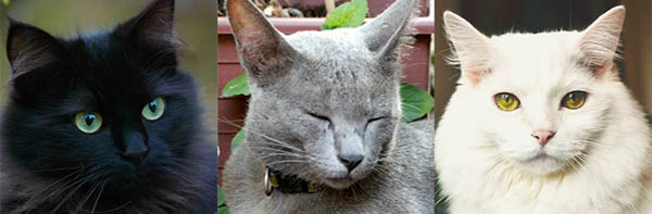 black cat gray cat white cat spiritual meaning
