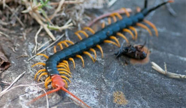 centipede bite spiritual meaning omens 