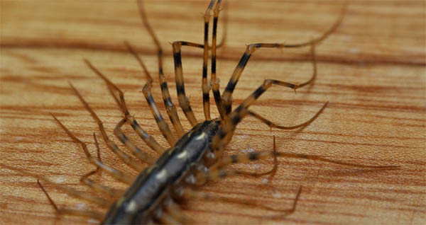 centipede legs spiritual meaning omens