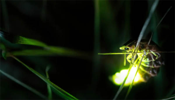 firefly transformation spiritual meaning