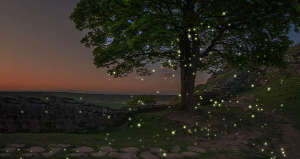 fireflies popular culture spiritual meaning
