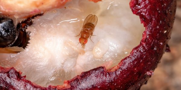 fruit fly spiritual meaning