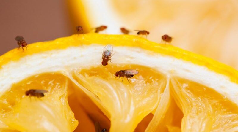 fruit flies spiritual meaning