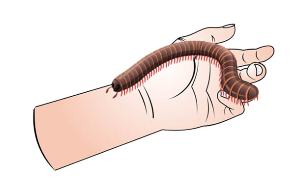 holding a millipede poisonous bad luck