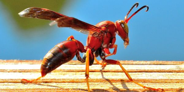 red wasp spiritual meaning