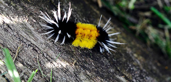 black and yellow caterpillar