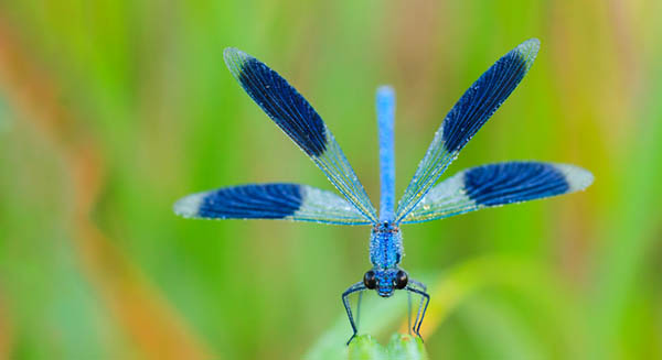 dragonfly landing on you spiritual meaning