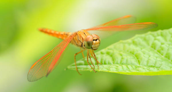 dragonfly following you spiritual meaning