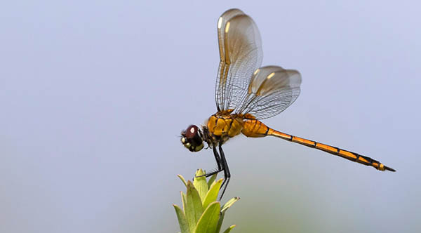 dragonfly flying around you spiritual meaning