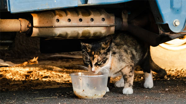stray cat visiting your house spiritual meaning