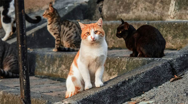 stray cat spiritual meaning