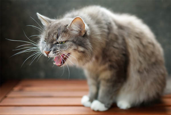 hissing cat spiritual meaning