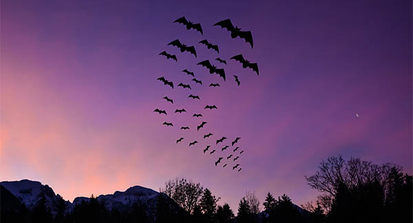 bats spiritual meaning nighttime twilight