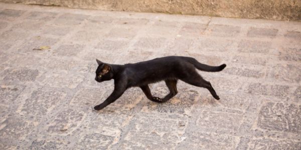black cat crossing path spiritual meaning
