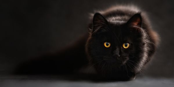 black cat staring spiritual meaning