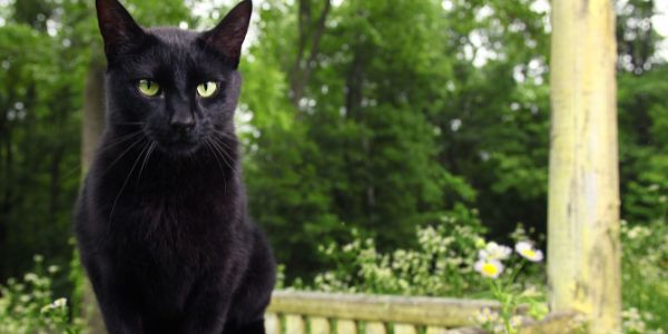 black cat porch spiritual meaning