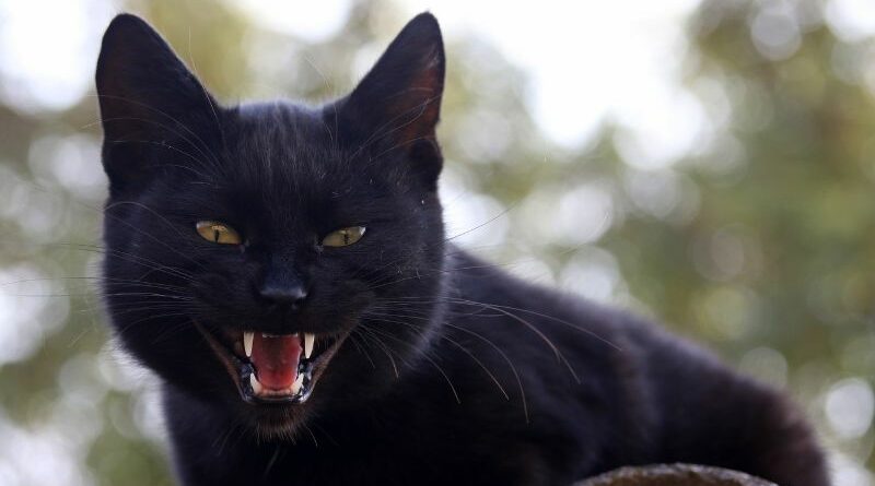 black cat spiritual meaning