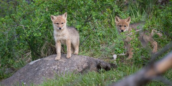 baby coyote spiritual meaning