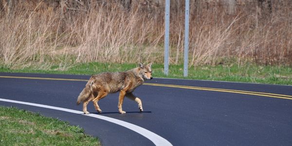 coyote in road meaning